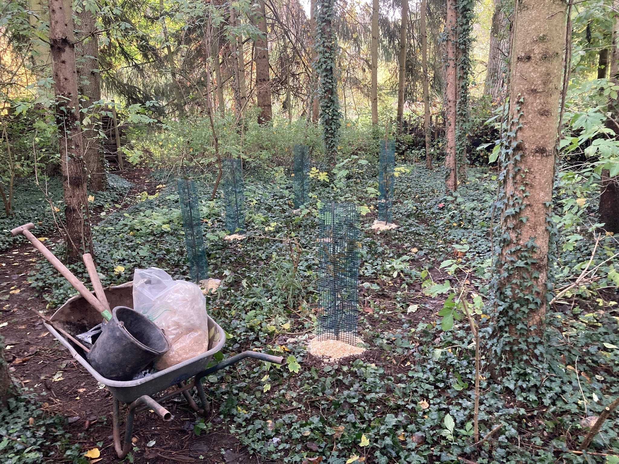 Aufforstung die Erste